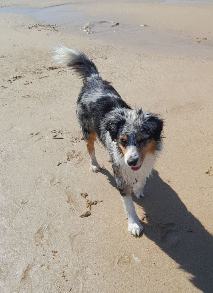 Ubuntu pep's les Aussies de Fanzie