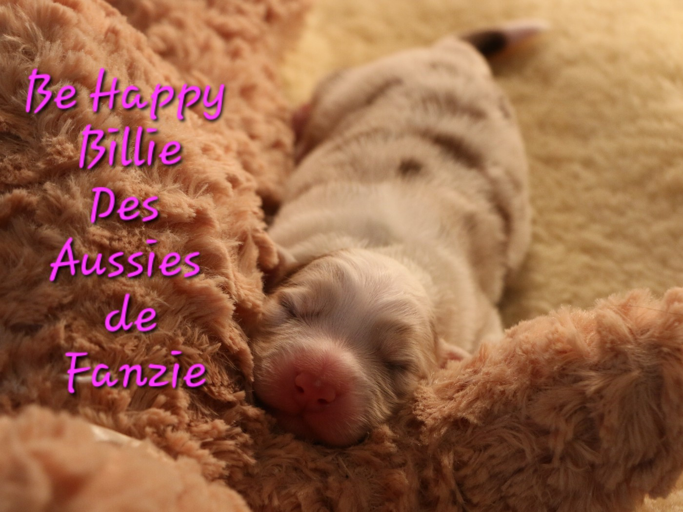 les Aussies de Fanzie - Chiots disponibles - Berger Australien