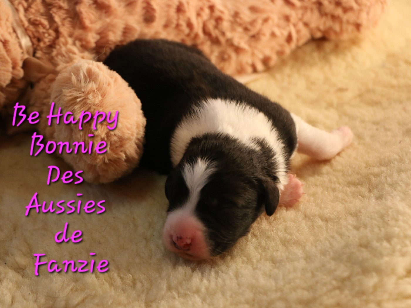 les Aussies de Fanzie - Chiots disponibles - Berger Australien