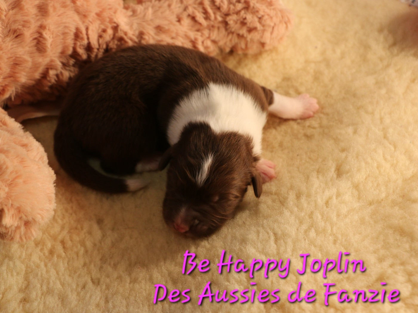les Aussies de Fanzie - Chiots disponibles - Berger Australien