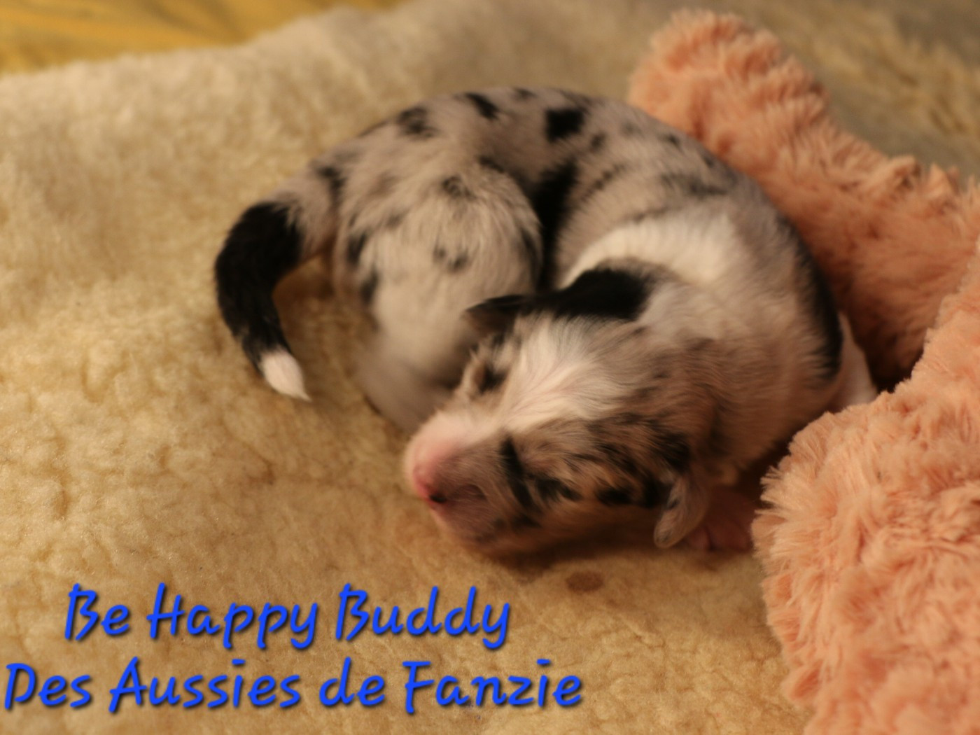 les Aussies de Fanzie - Chiots disponibles - Berger Australien