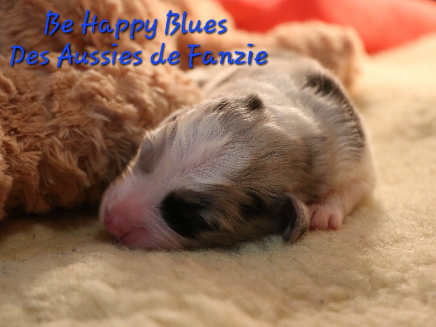 les Aussies de Fanzie - Chiots disponibles - Berger Australien