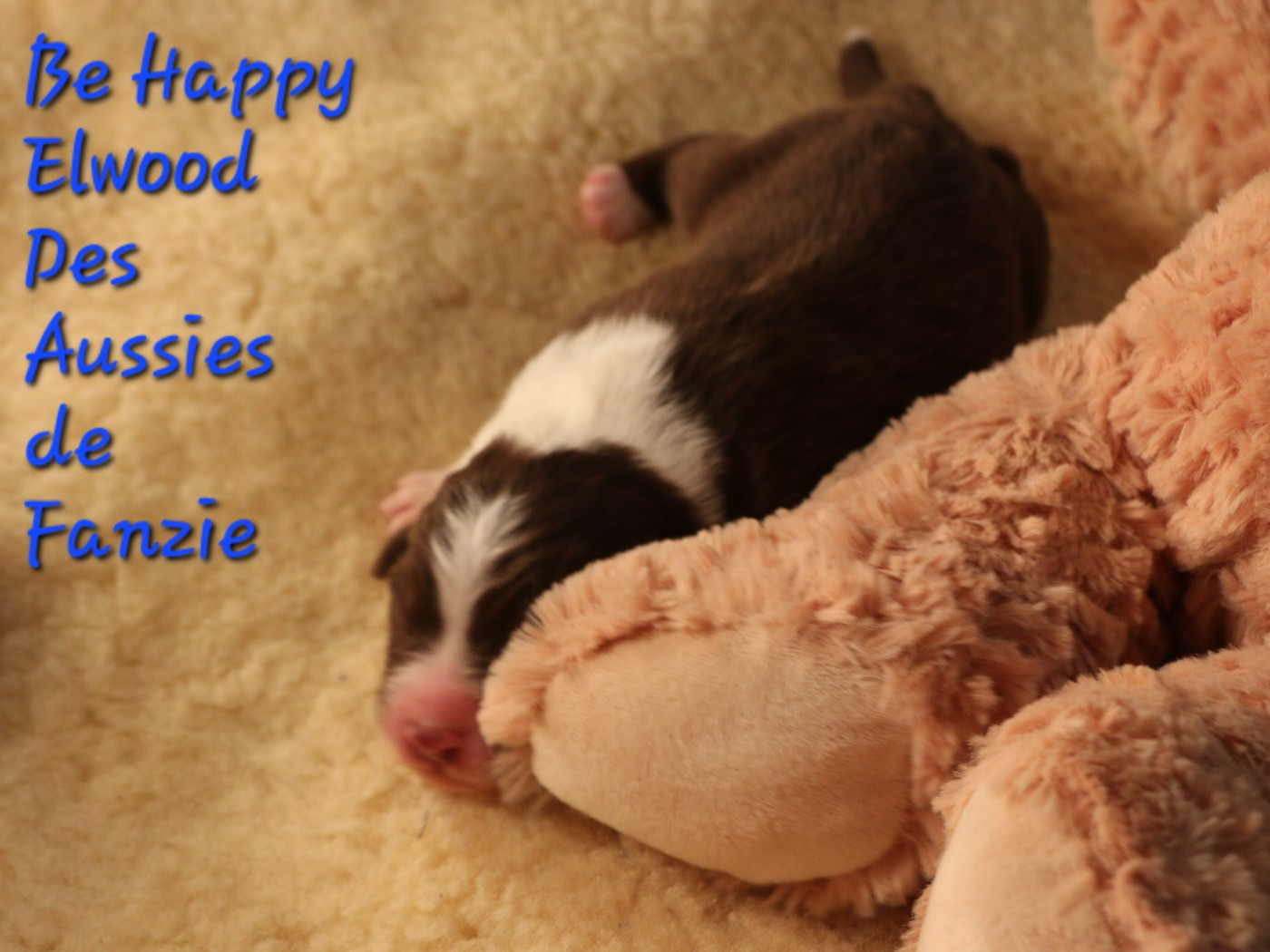 les Aussies de Fanzie - Chiots disponibles - Berger Australien