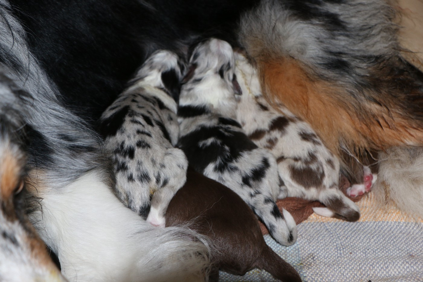 les Aussies de Fanzie - Berger Australien - Portée née le 13/03/2026