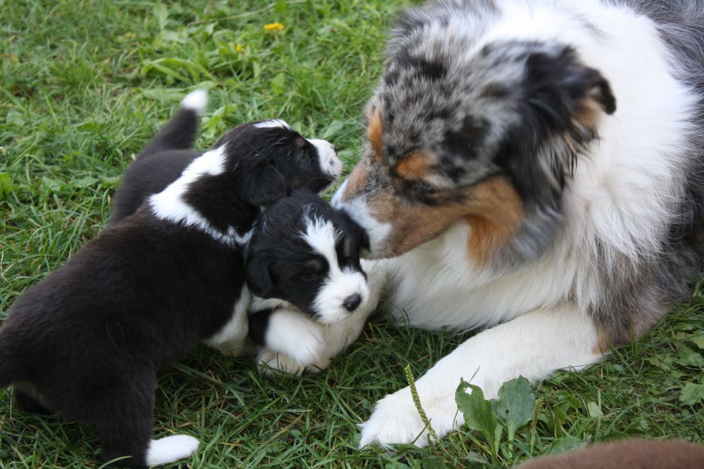 Chiot Berger Australien les Aussies de Fanzie