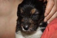 Nikita